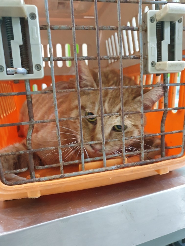한국 고양이 이미지 파일 입니다.